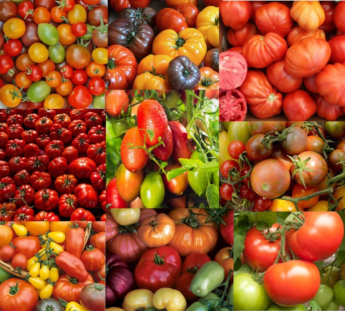 Heirloom Tomato Seeds Mix - 100 Non-GMO Indeterminate Varieties - Solanum lycopersicum - Perfect for Gardens & Containers