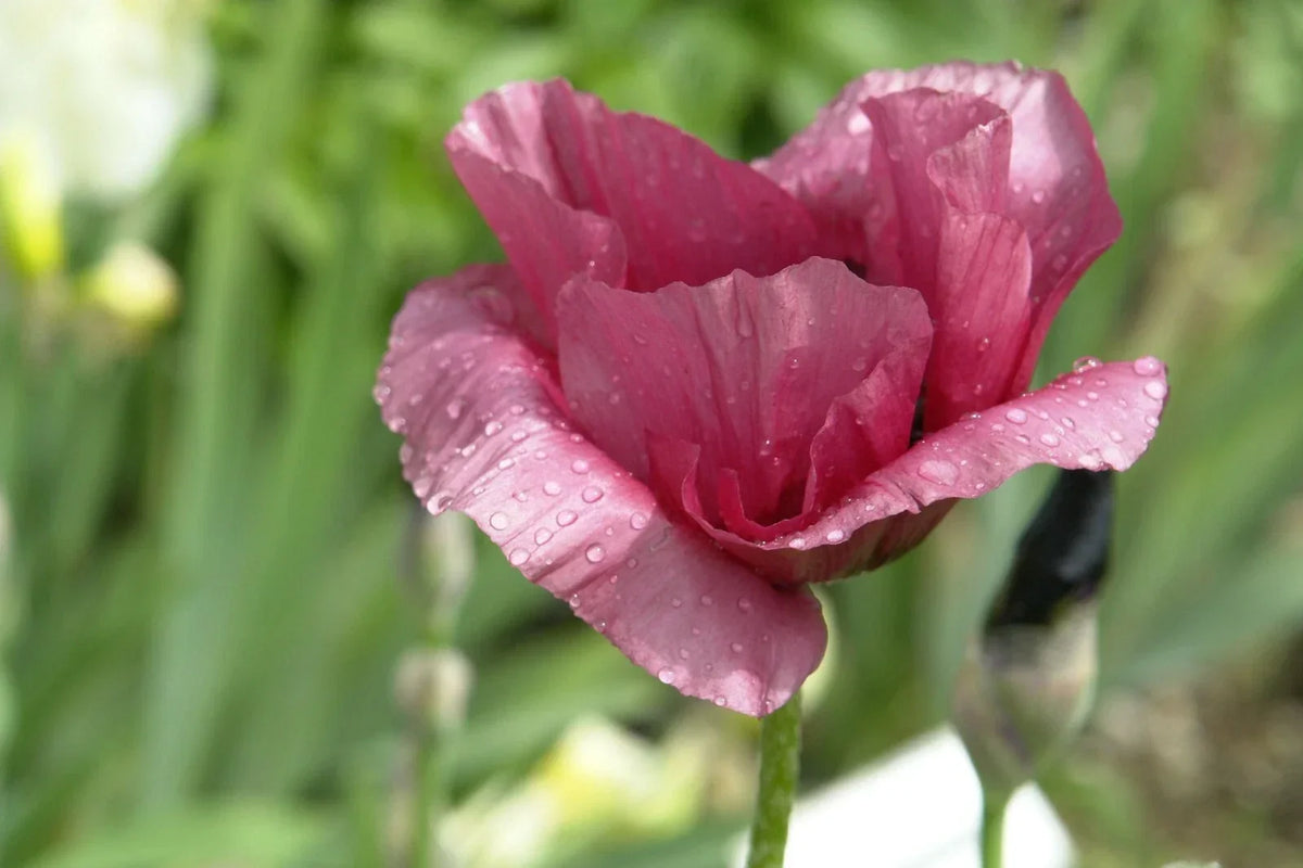 Giant Purple Poppy Flower Seeds - 100 Pack - Papaver somniferum - Wildflower Seeds for Garden or Cut Flowers