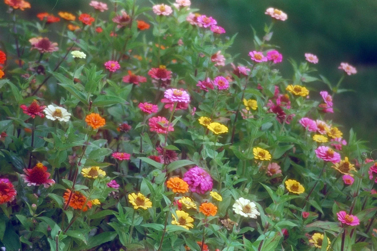 Zinnia Seeds - 170 Seeds - Pompon/Pumila Mix - Zinnia elegans - Vibrant Garden Flowers for Borders & Containers