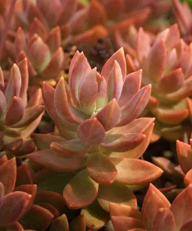 Graptosedum Copper Glow Succulent - 3" Diameter Rooted Plant - Easy Care Decorative Houseplant - GraptoSedum spp.