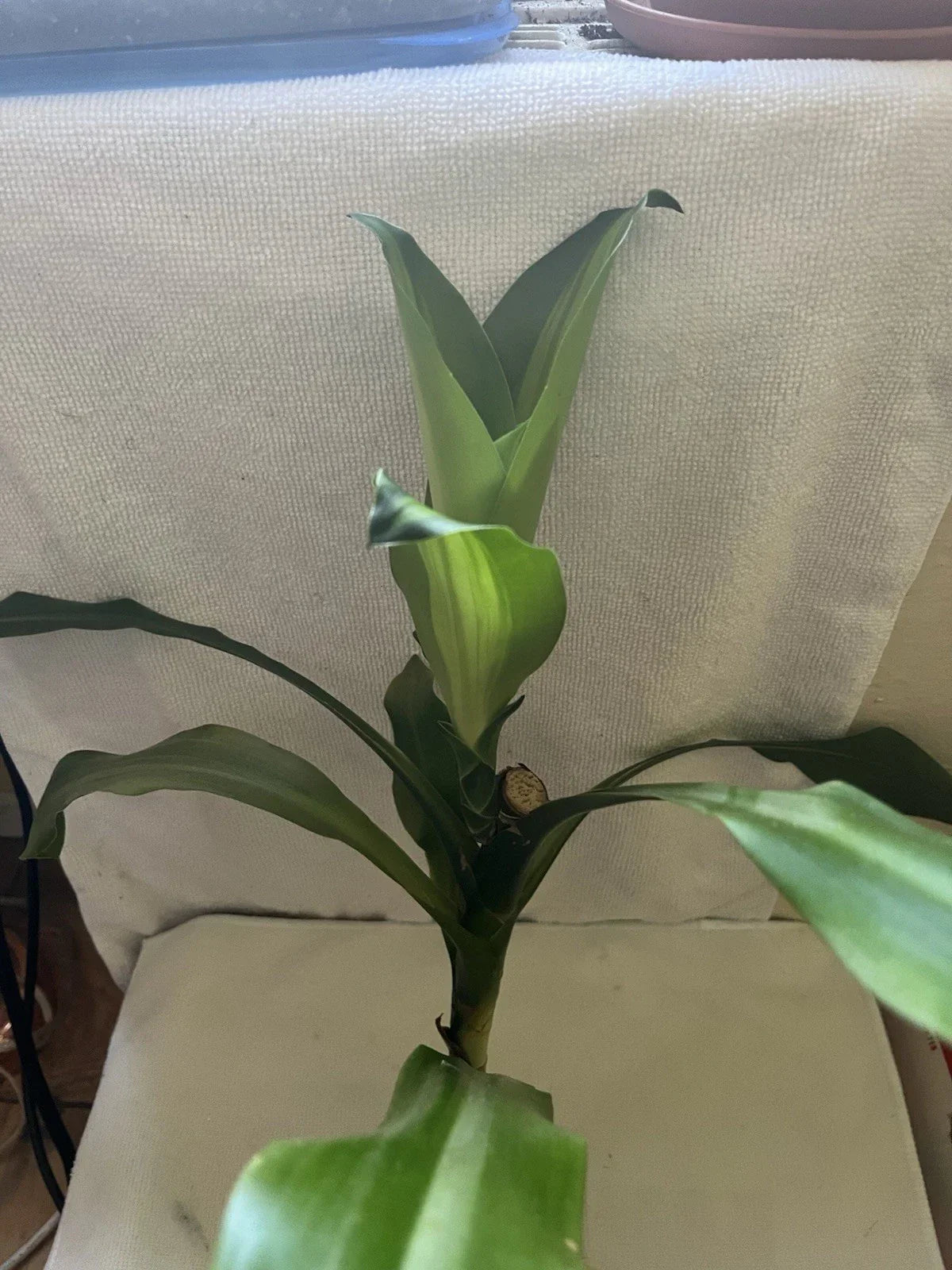 Rooted Corn Plant Cutting - Easy Care Dracaena - Dracaena fragrans - Indoor Houseplant - Air Purifying Foliage