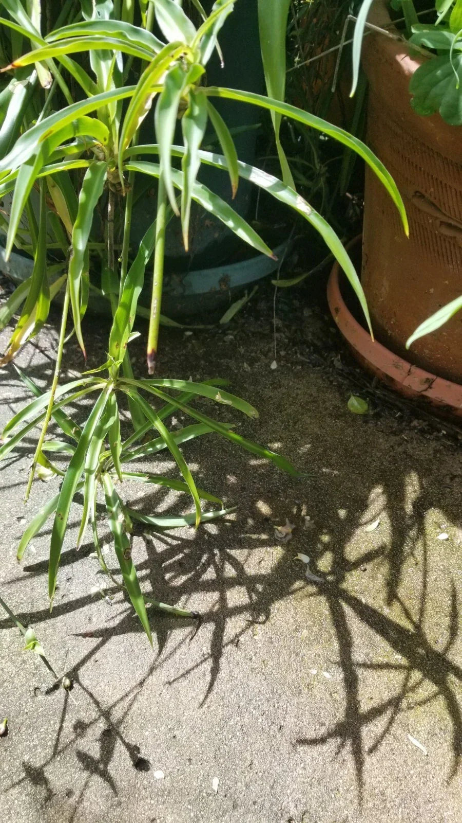3 Rooted Starter Plants - Green Spider Plant - Chlorophytum comosum - Airplane Plant - Live Indoor Houseplant
