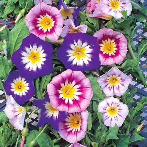 Morning Glory Seeds - 25 Count Dwarf Ensign Mix - Ipomoea purpurea - Fast-Growing Colorful Flowers for Gardens & Containers