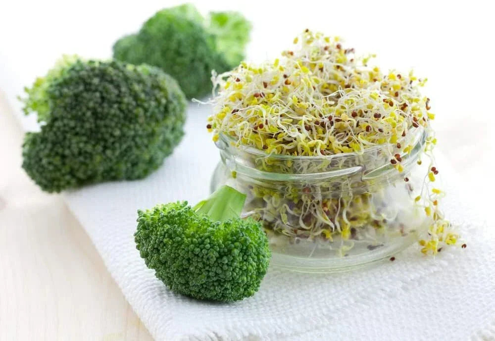 Broccoli Sprout Seeds 500 Count - Easy Fast Growing Superfood Brassica oleracea var. italica - Non-GMO Healthy Gardening