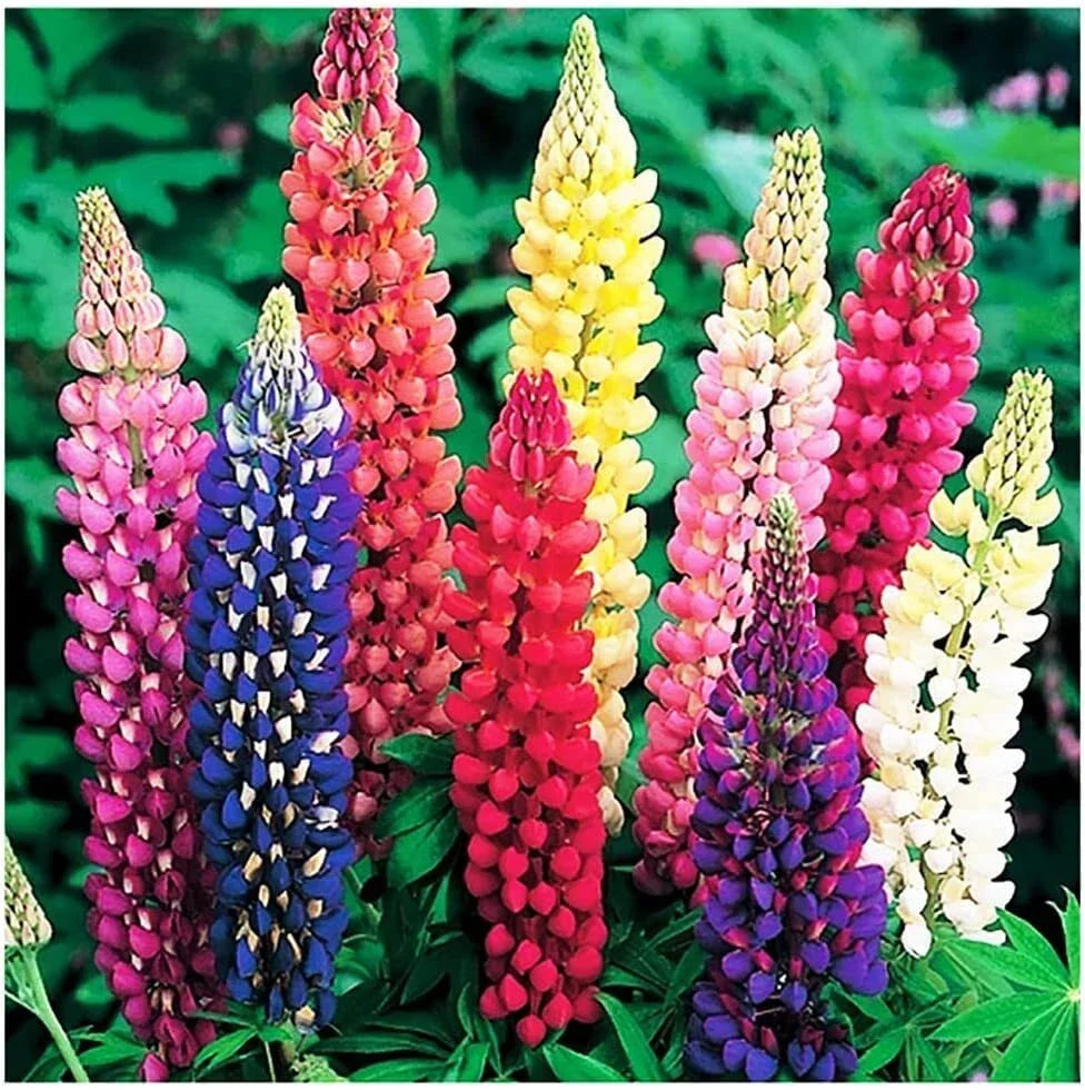 Russell Lupine Mixed Seeds - Colorful Perennial Wildflowers - Lupinus polyphyllus - Attracts Pollinators, Easy to Grow