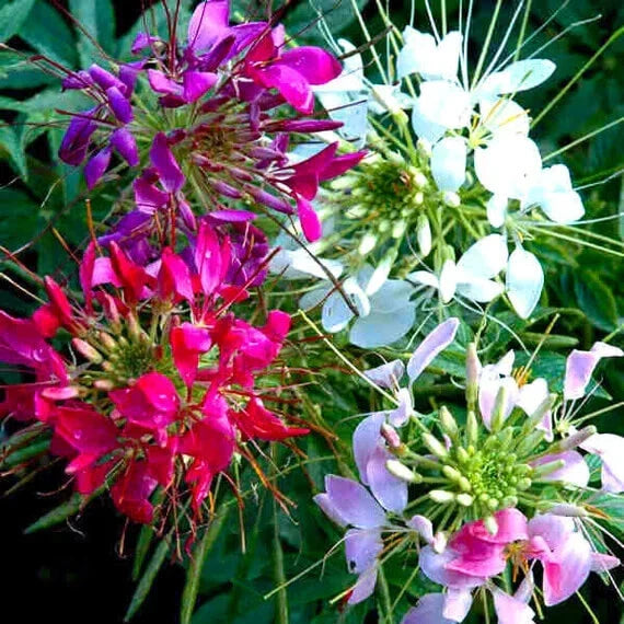 Mixed Colors Cleome Seeds - Non-GMO Flower Seeds for Garden - Cleome hassleriana - Attracts Pollinators, Easy to Grow