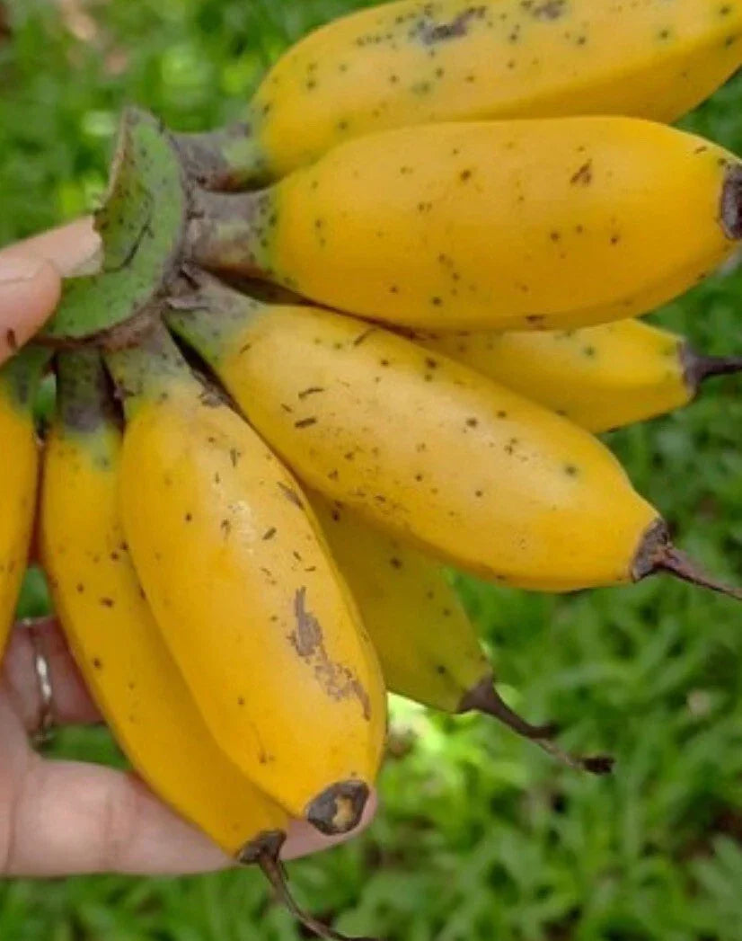 Musa Banana Plant Starter - Miniature Tropical Houseplant - Musa spp. - Live Indoor Plant for Small Spaces
