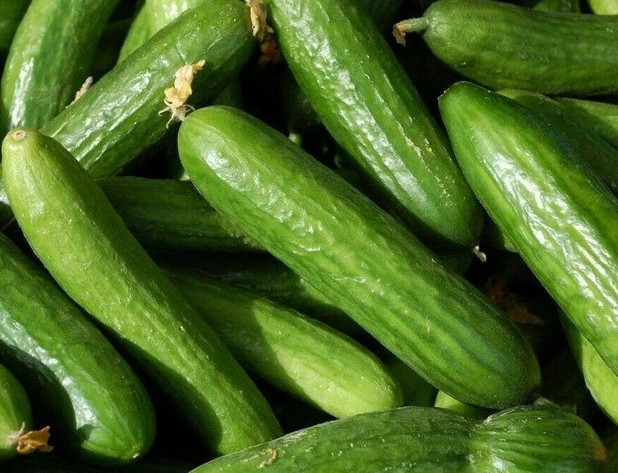 Muncher Cucumber Seeds - 30+ Pack - Culinary Pickling - Cucumis sativus - High Yield Vegetables for Garden