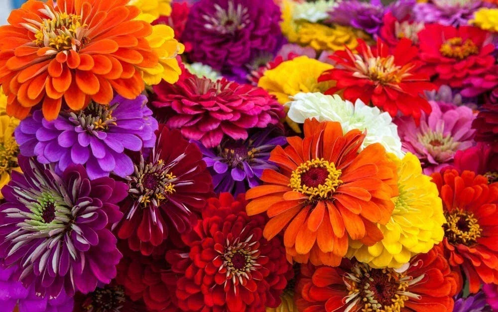 Zinnia Seeds 100+ Count Mix - Colorful Varieties for Garden Planting - Zinnia elegans - Non-GMO - USA