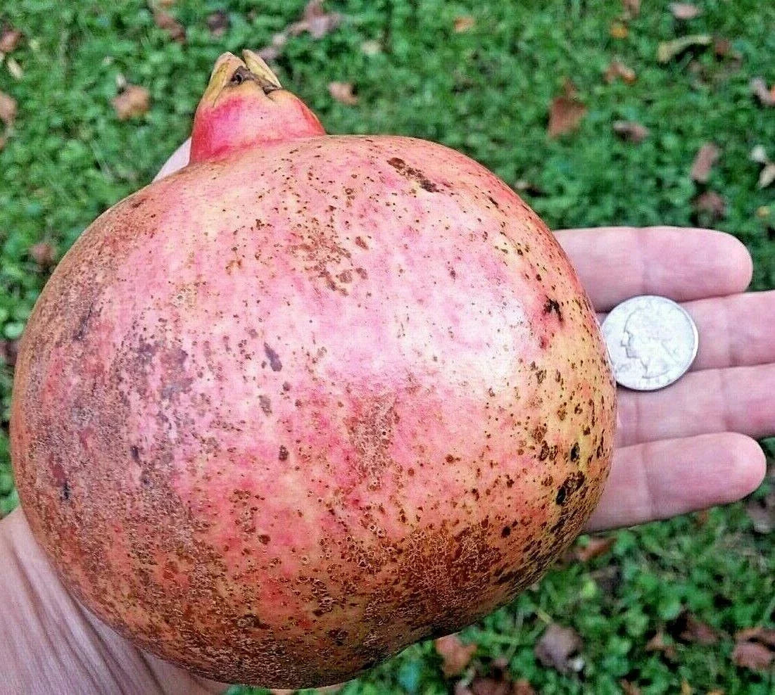 12 Pomegranate Cuttings, Wonderful Variety Scions for Rooting, Punica granatum 'Wonderful' - Grafting and Planting Supplies