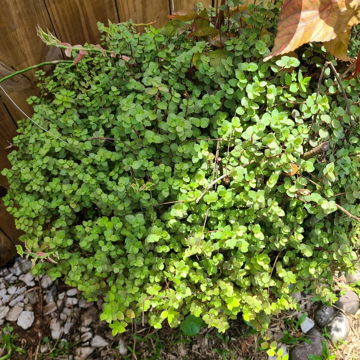 Rooted Cuttings - 40 Dwarf Bolivian Calisia Repens - Callisia repens - Easy Indoor Gardening & Propagation - Vibrant Green Plants