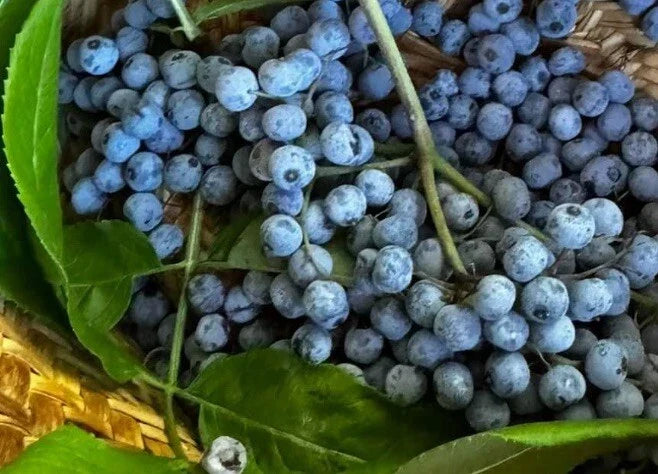 Blue Elderberry Seeds - 50+ Non-GMO Seeds (Sambucus Caerulea) + Free Poha Berry Seeds for Edible Garden