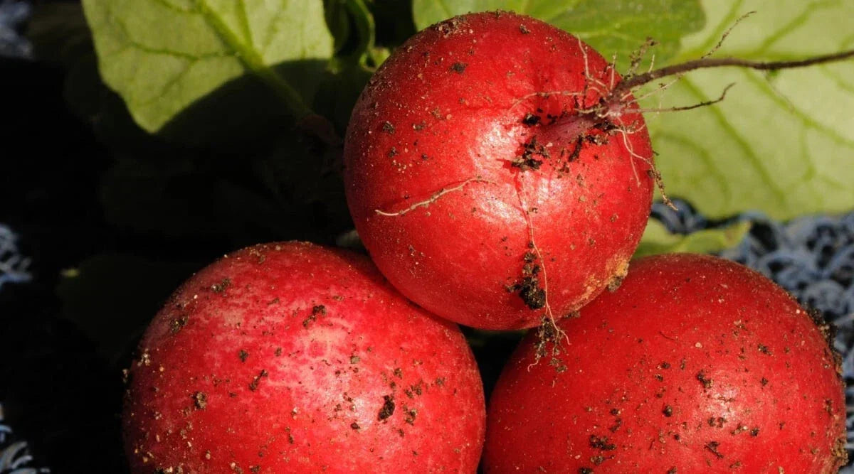 Saxa 2 Radish Seeds - 500+ Count - Fast-Growing Raphanus sativus - Non-GMO Vegetable Garden Seeds for Indoor & Outdoor Planting