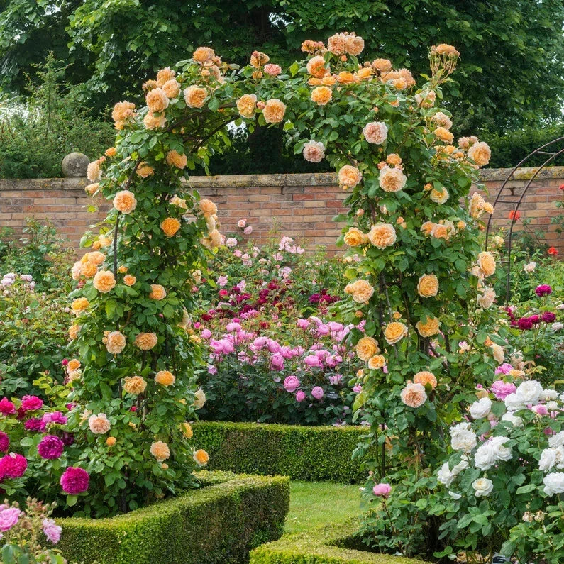 CROWN PRINCESS MARGARETA Rose Cuttings 5-8" Unrooted Stems Rosa 'Crown Princess Margareta' Fresh Apricot Blooms