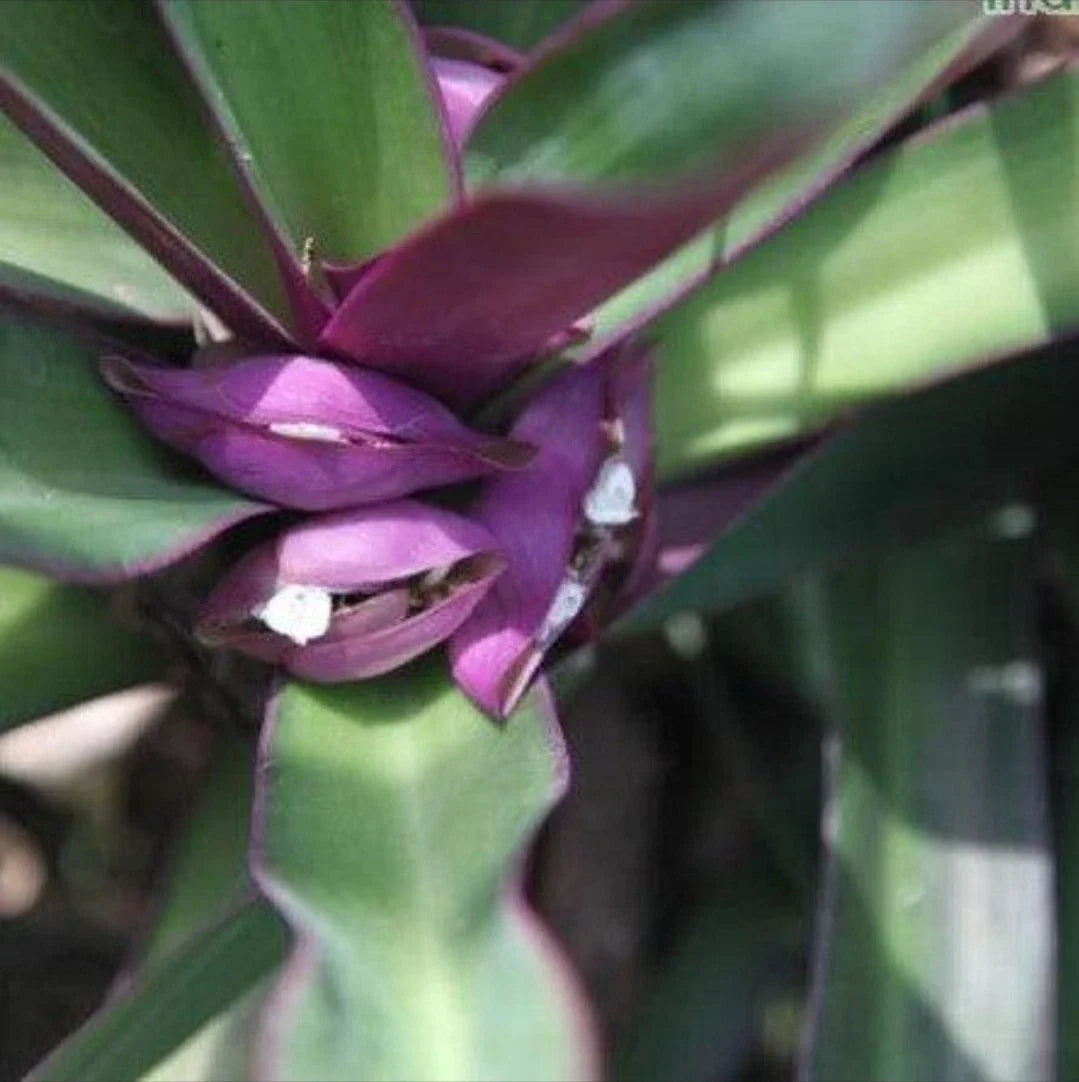 Oyster Plant 5 Rooted Plants, Purple/Green Foliage, Tradescantia spathacea, Bonus Free Plant Included