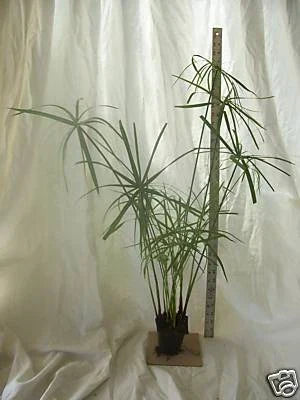 Dwarf Umbrella Palm Plant - Organic Aquatic Perennial for Water Gardens & Koi Ponds - Cyperus alternifolius - Potted