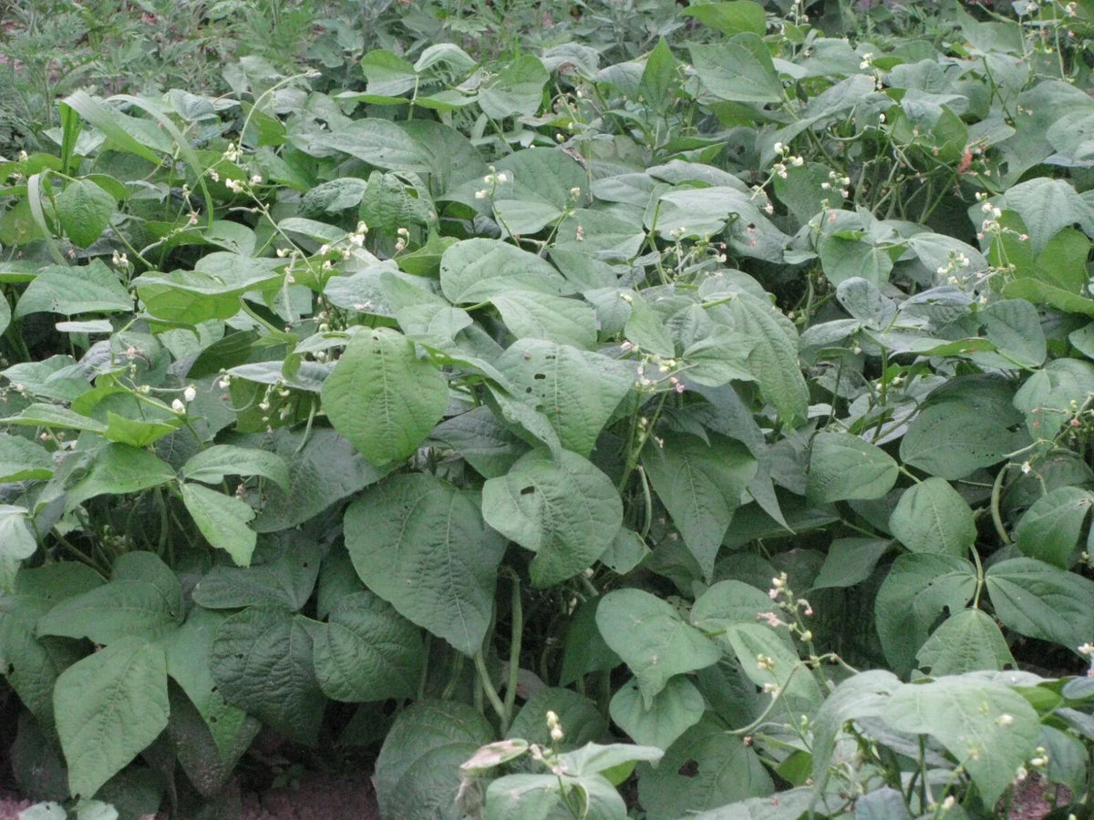 Jade Snap Bush Bean Seeds 50+ Count, Non-GMO Heirloom, Phaseolus vulgaris, Vegetable Seeds for Home Garden