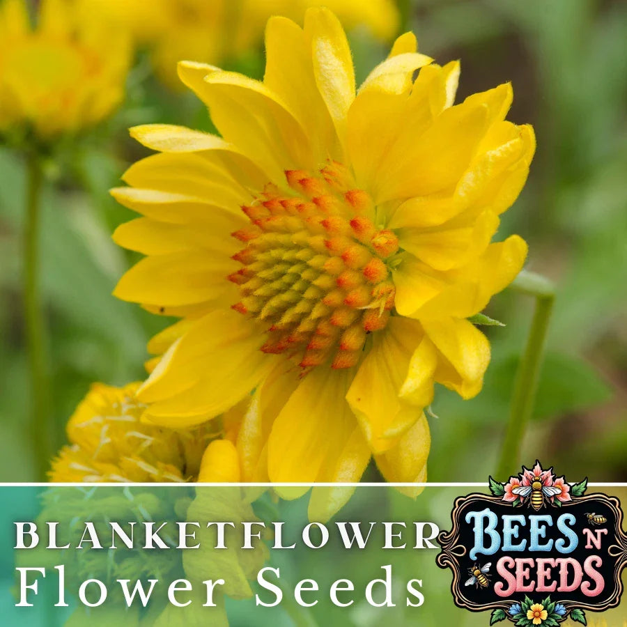 Golden Joy Blanket Flower Seeds - 200 Non-GMO Gaillardia aristata - Colorful Perennial Garden Plant for Borders & Wildflower Gardens
