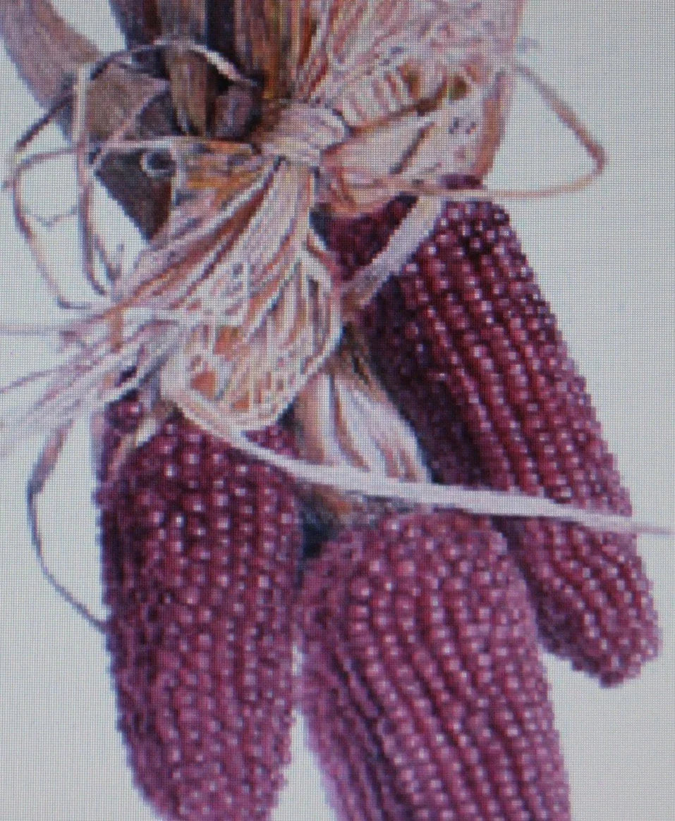 Red Kernel Popcorn Seeds - 50 Pack - Non-GMO Heirloom - Zea mays everta - Ideal for Home Gardens and DIY Snacks