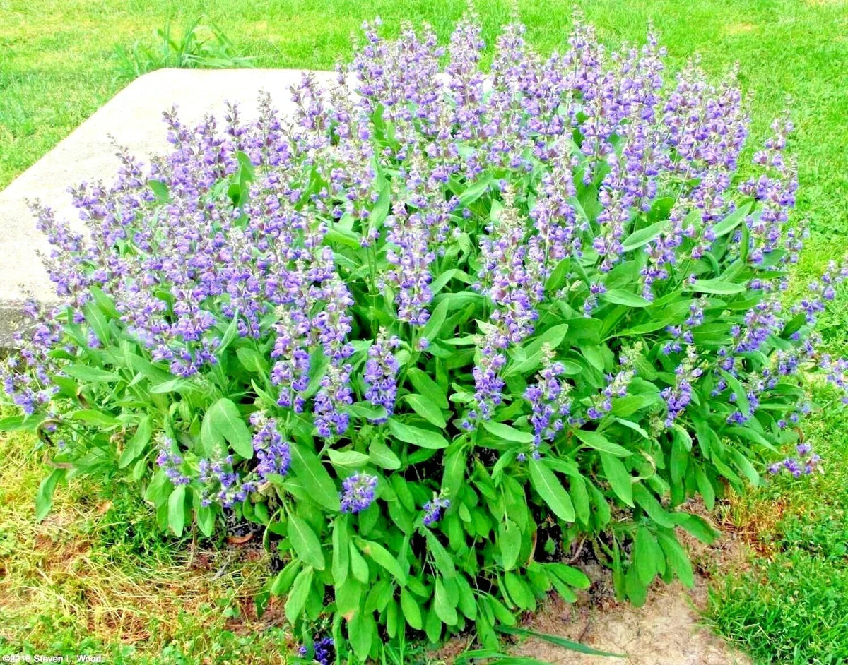 Culinary Sage Seeds - Organic Broadleaf Kitchen Herb - Salvia officinalis - 200+ Seeds for Garden & Container Planting