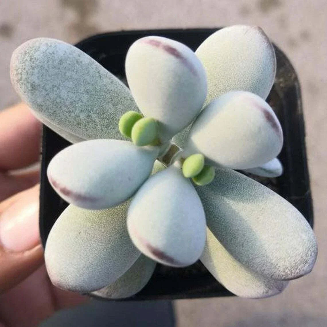 Cotyledon Orbiculata Succulent Plant in 2" Pot | Pig's Ear Indoor Decor | Rooted, Drought-Resistant Houseplant