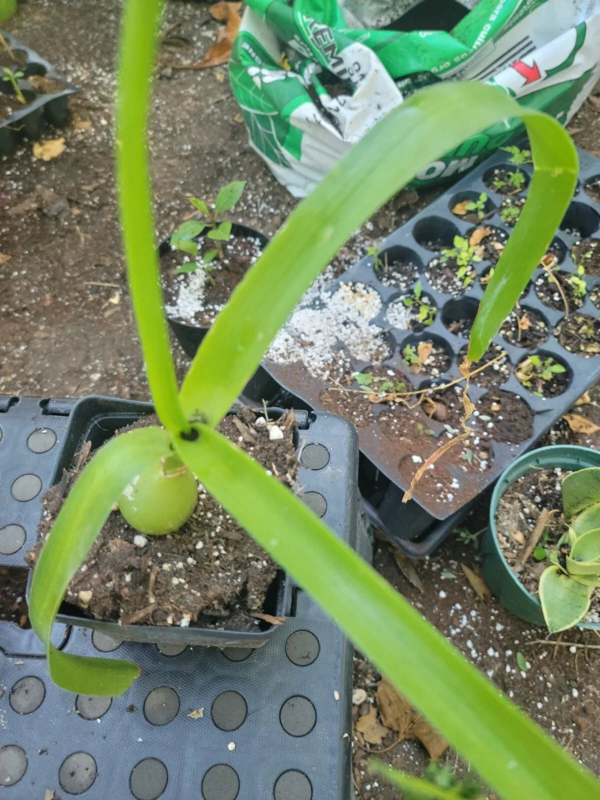 Cebolla De La Suerte Plant - Pregnant Onion Starter - Exotic Long Life - Allium proliferum - Indoor Air-Purifying Plant