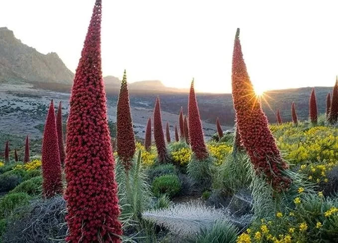 Tower of Jewels Seeds - 10 Pack - Rare Echium Wildpretii - Exotic Blue Flowering Plant for Gardens and Pollinators