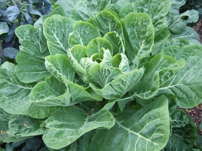 Collard Greens Seeds - Champion Variety - Non-GMO - Brassica oleracea var. viridis - Huge Leaves, Mild Flavor, Easy to Grow