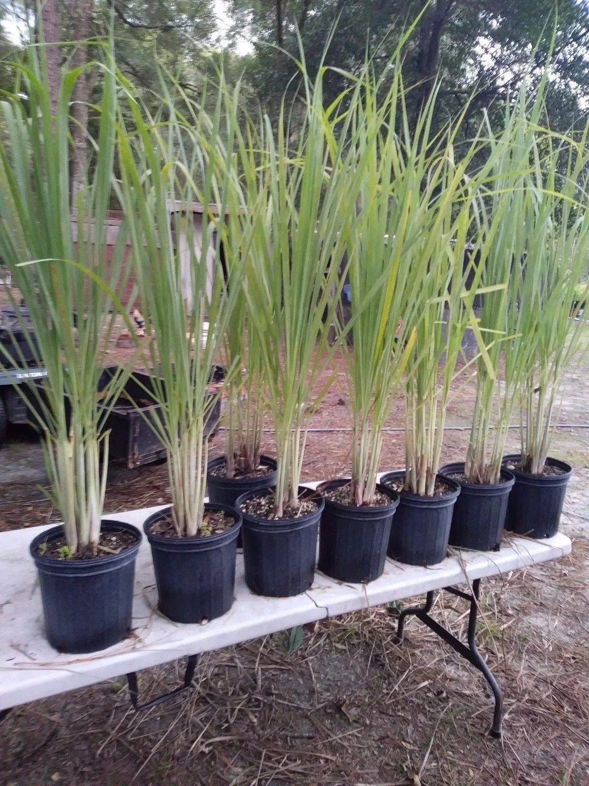 Lemongrass Live Plants 12 Pack Pesticide-Free Cymbopogon Citratus 8-12" Starter Plants for Culinary & Aromatic Use