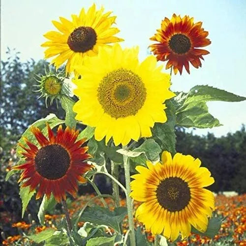 Mardi Gras Mix Sunflower Seeds 50 Count - Colorful Blooms for Hummingbird & Butterfly Attraction (Helianthus annuus)