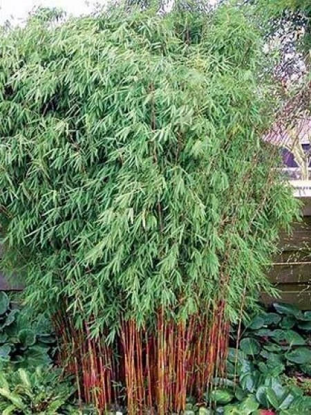 Red Dragon Bamboo Seeds - 50 Count - Clumping Privacy Plant - Phyllostachys rubromarginata - Ideal for Gardens & Screens