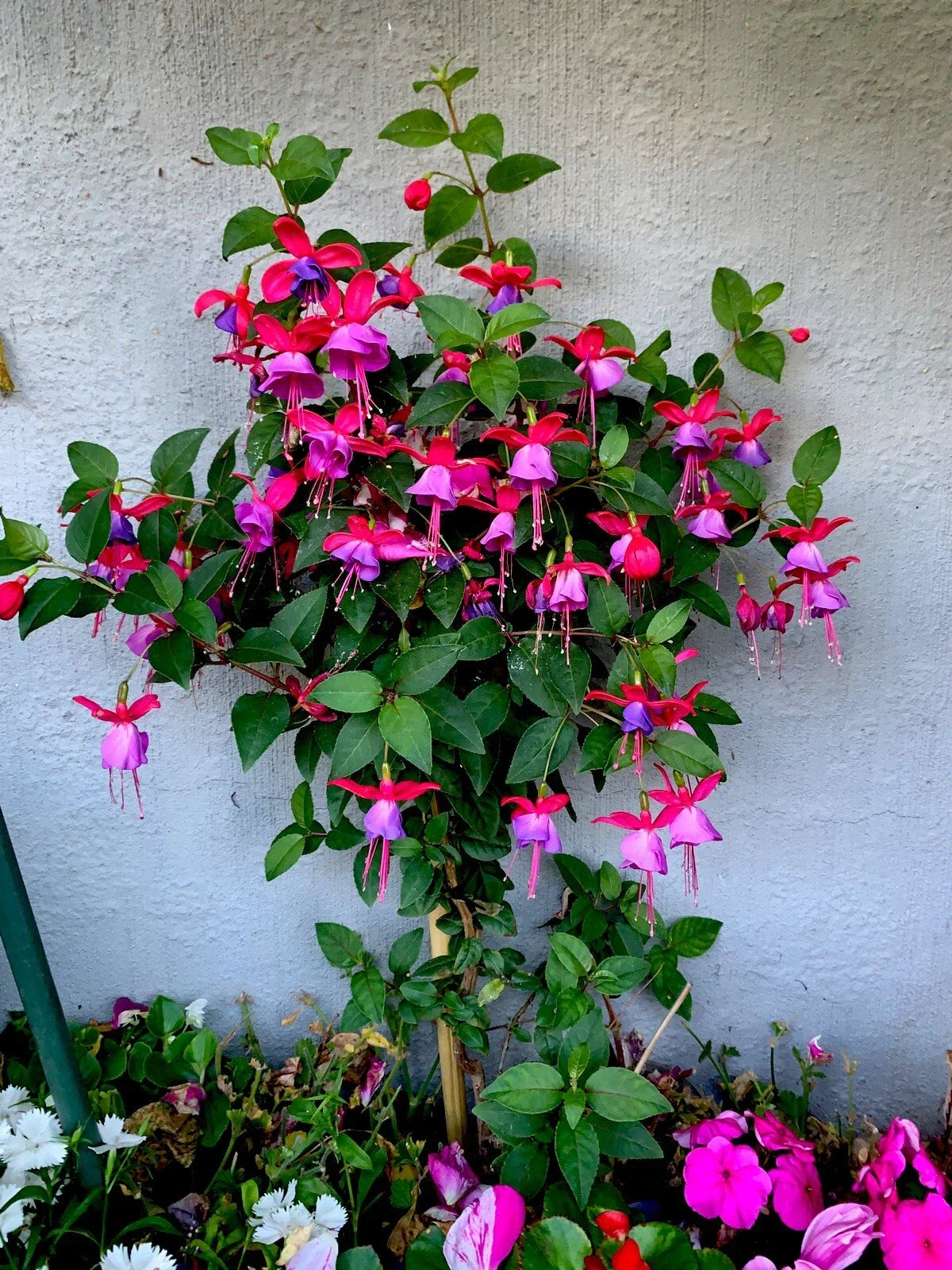 Live Fuchsia Plants, 3” Pot, Blue Eyes Variety, Fuchsia magellanica, Upright Growth Habit, Hummingbird Attracting