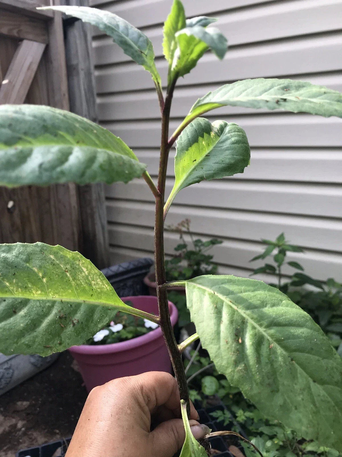 African Bitter Leaf Plant Live Starter - Vernonia amygdalina - Medicinal Herb for Diabetes - Herbal Garden Essential