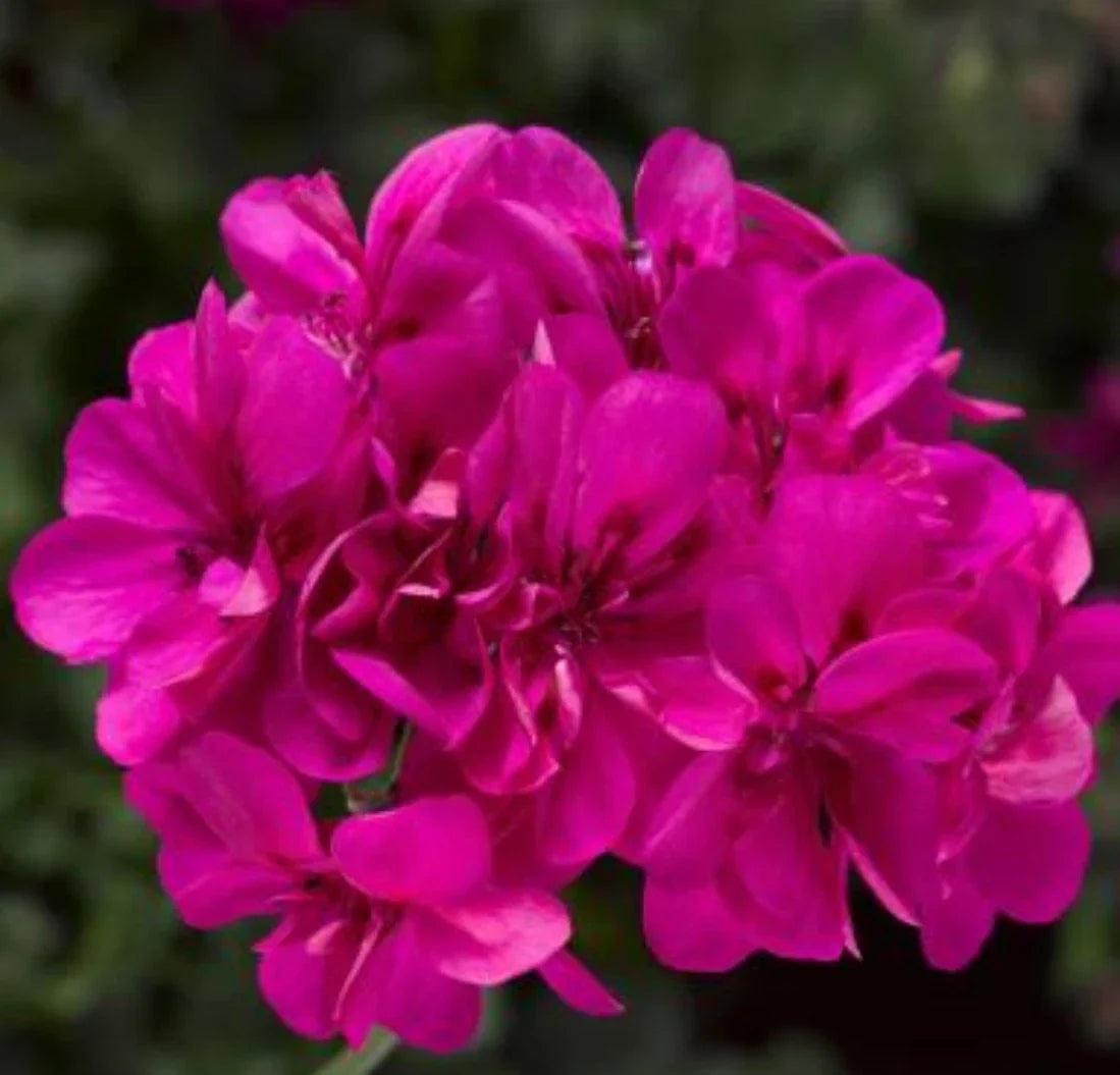 Geranium Plants 4 Plugs Deep Pink Ivy League Pelargonium peltatum Heat Tolerant Ideal for Baskets Containers