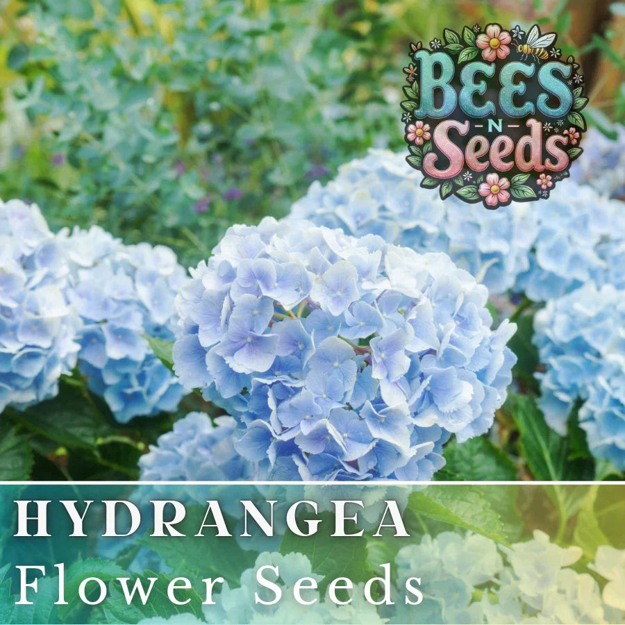 Frostbite Hydrangea Seeds - Non-GMO Flower Seeds - Blue and Pink Blooms - Hydrangea macrophylla - 85 or 250 Count