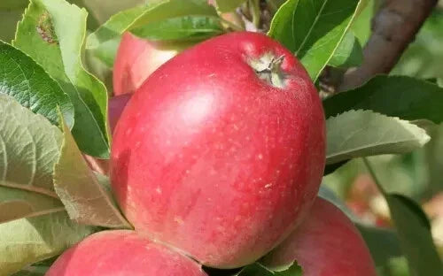 Worcester Pearmain Apple Seeds - 25+ Pack for Planting - Malus domestica - Sweet Crisp Apples - Home Garden USA