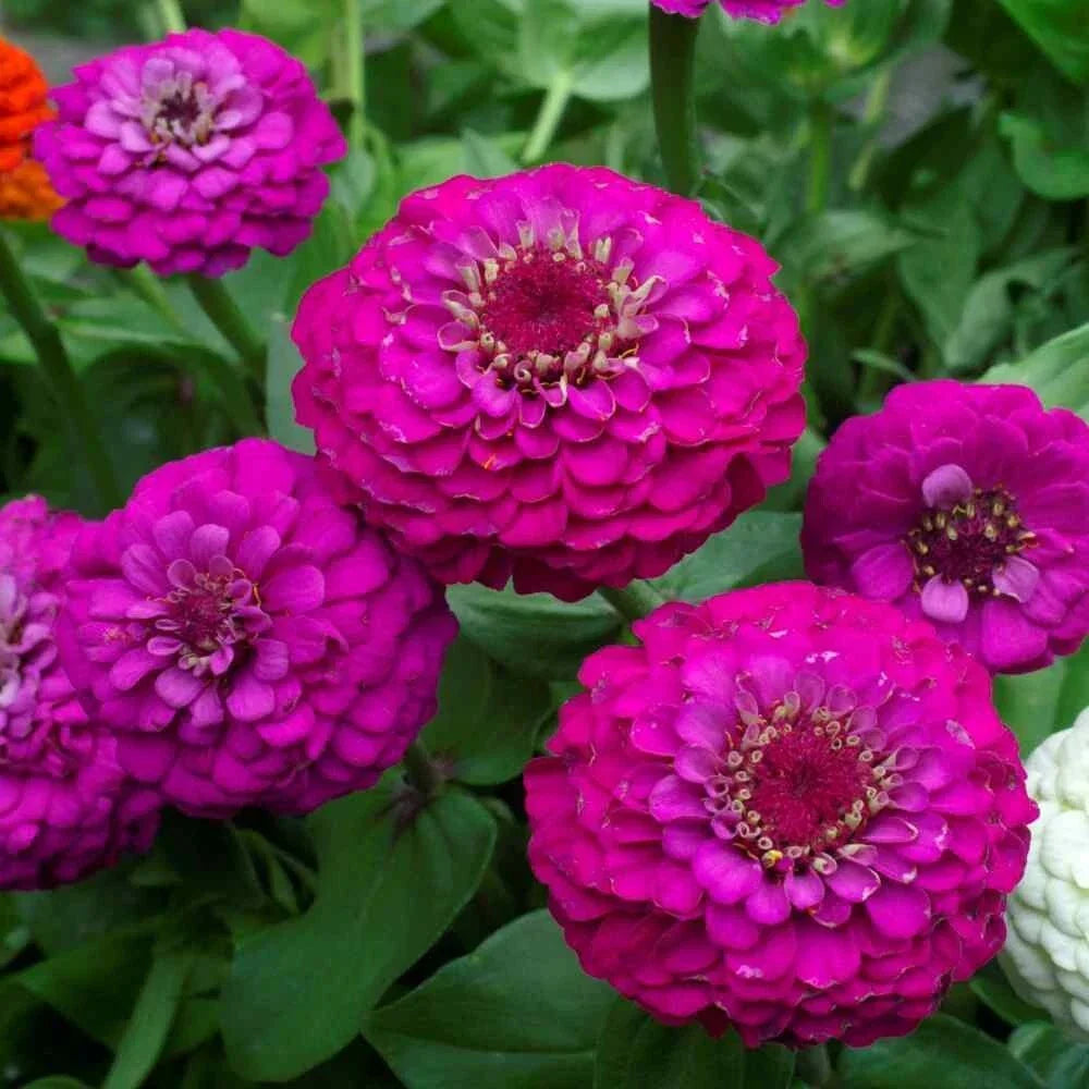 Zinnia Seeds - 100+ Lilliput Purple - Zinnia elegans - Flower Garden Seeds for Planting, Easy to Grow, Non-GMO