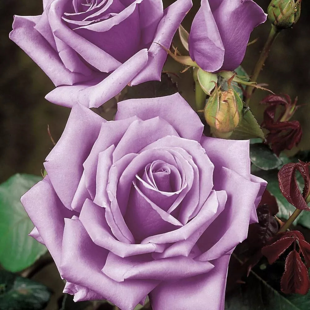 Rose Bush Cuttings - 3 Unrooted 6" Blue Girl Live Flowers - Rosa 'Blue Girl' - Award-Winning Shrub for Garden & Landscape