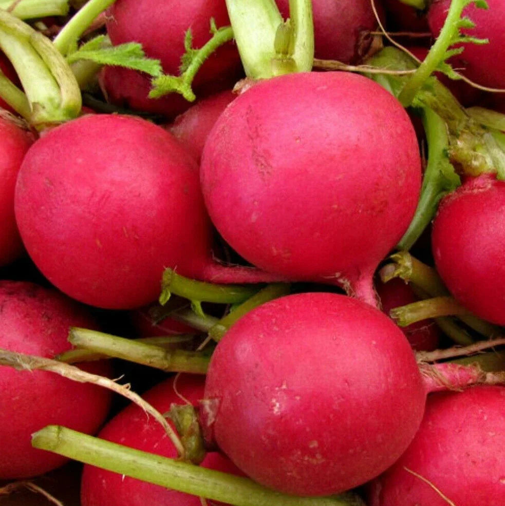 German Giant Radish Seeds - Red Globe - Raphanus sativus - 200 Seeds for Home Gardening & Container Planting