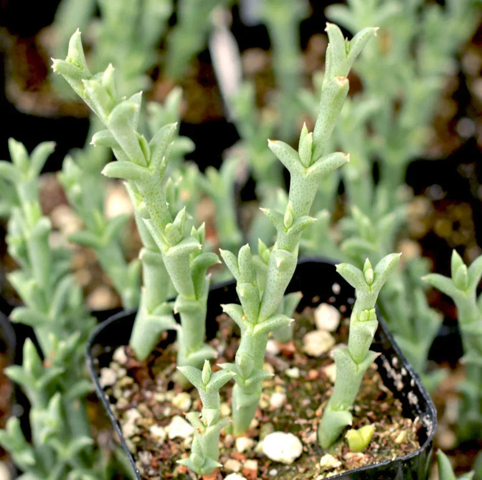 Drought-Tolerant Succulent Live Plant 2 Inch Ruschia Uncinata 'Doringvygie' | Groundcover for Home Garden Decor