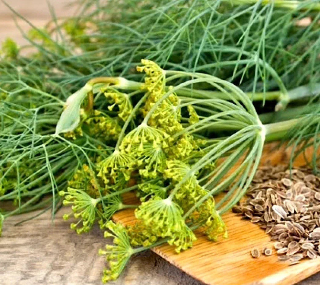 Dukat Dill Seeds 500+ Heirloom Non-GMO Anethum graveolens | Aromatic Culinary Herb for Home Gardening