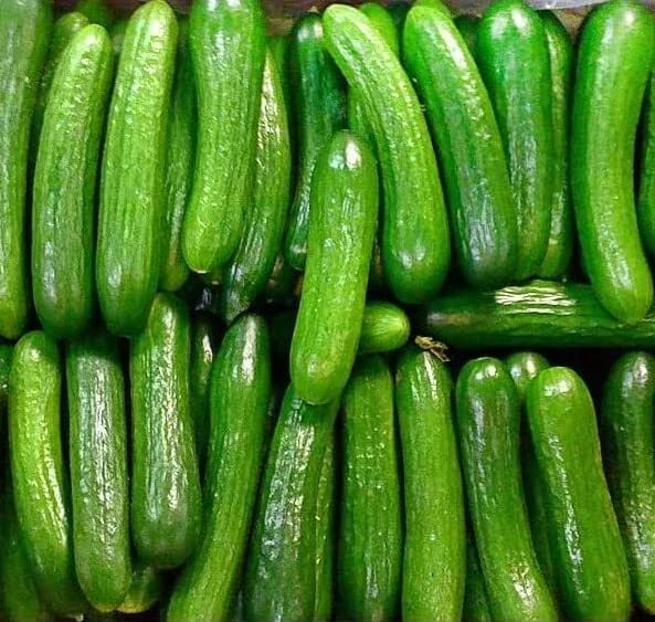 Persian Beit Alpha Cucumber Seeds - 40+ Heirloom Non-GMO, Lebanese Variety, Cucumis sativus, Ideal for Garden & Container