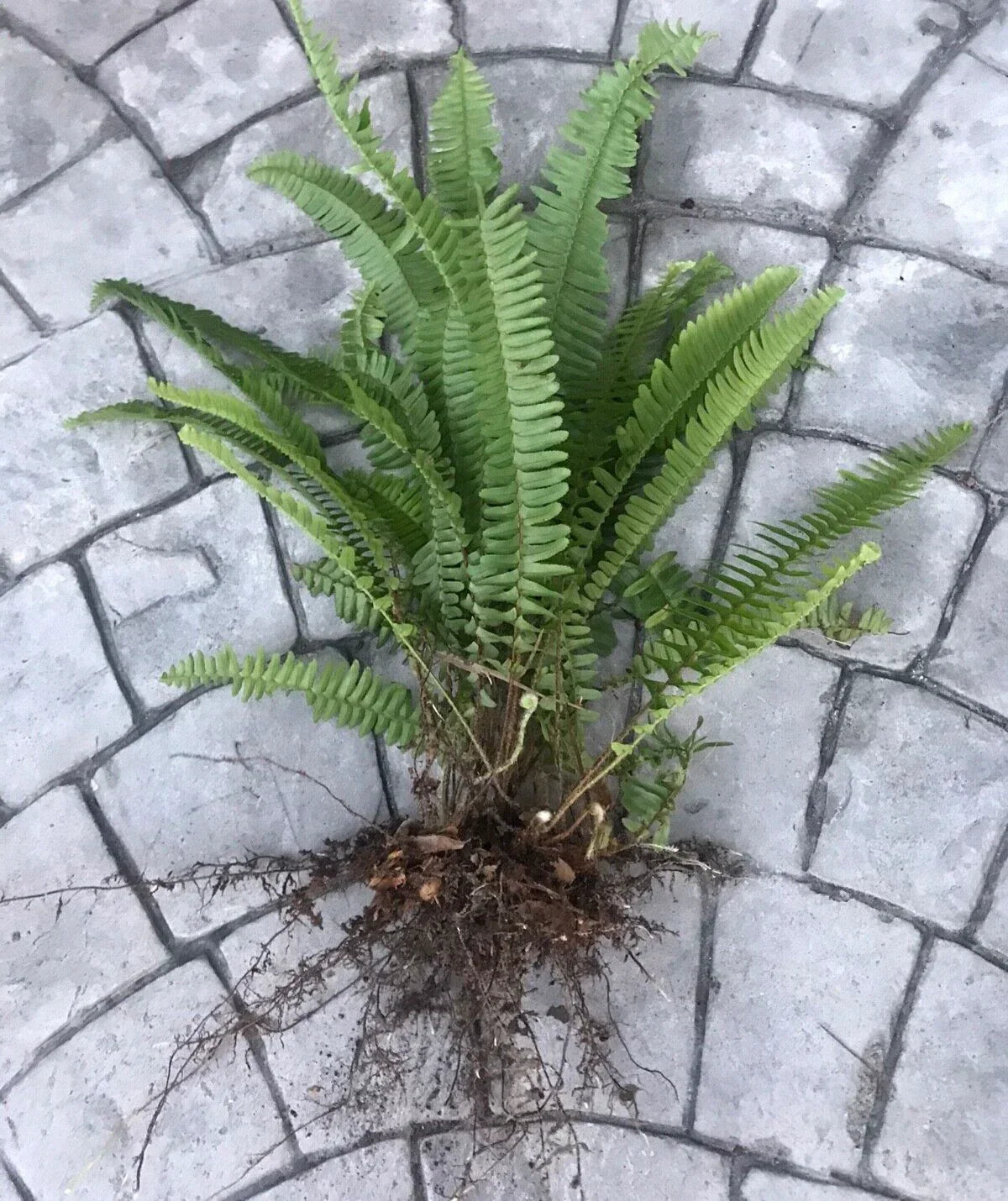 Boston Sword Fern Bundle - 12 Bare Root Indoor Plants - Air Purifying Ferns - Nephrolepis exaltata