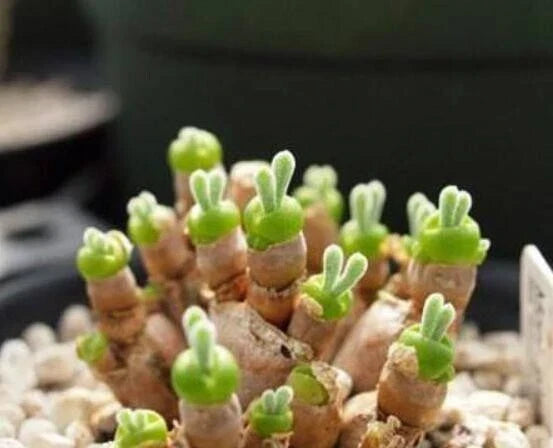 Lithops Seeds 50 Pack Monilaria obconica Rare Succulent Living Stones Unique Drought-Tolerant Collectors Plants