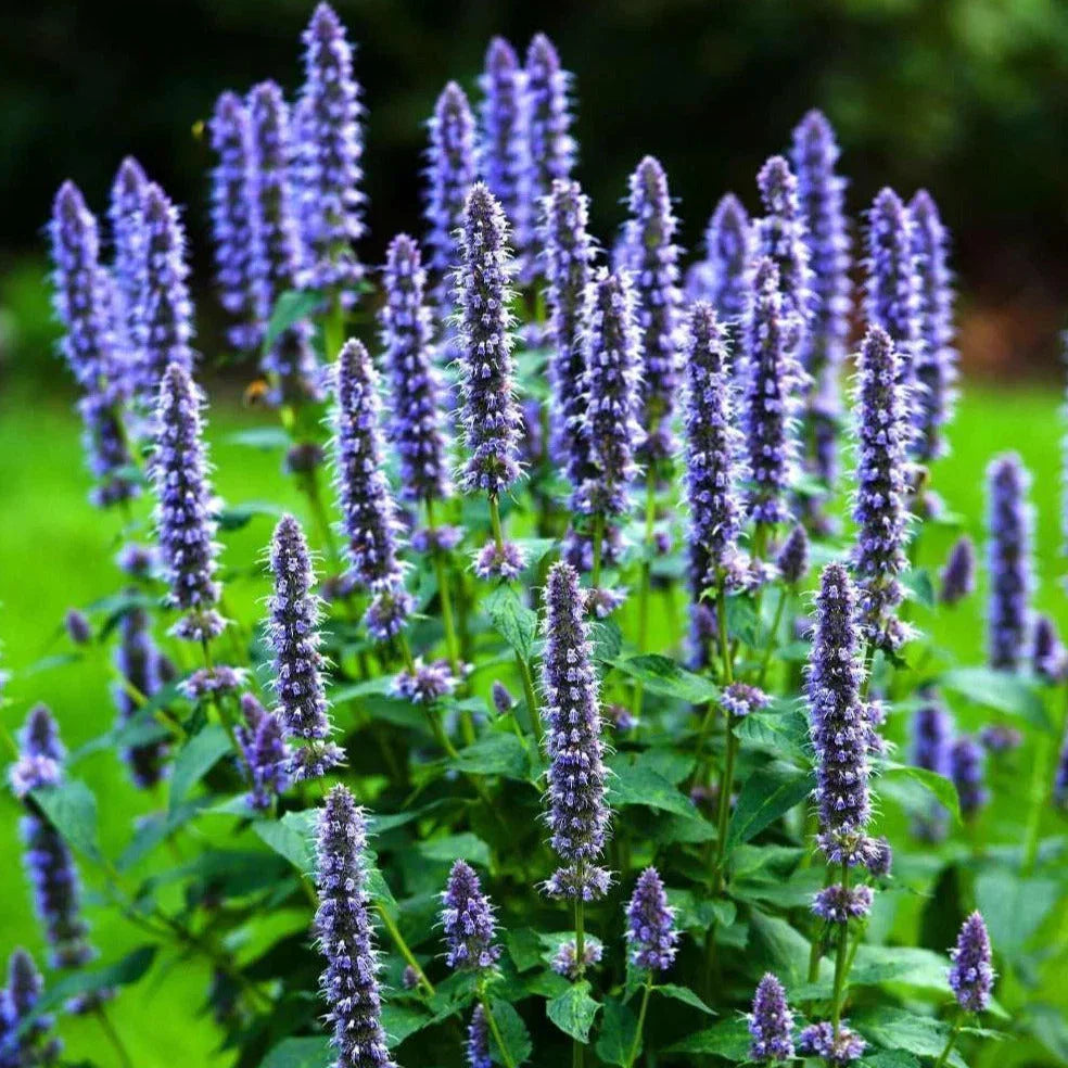 Korean Mint Seeds - Heirloom Giant Hyssop - Agastache rugosa - Pack of 100 Seeds - Ideal for Culinary Gardening