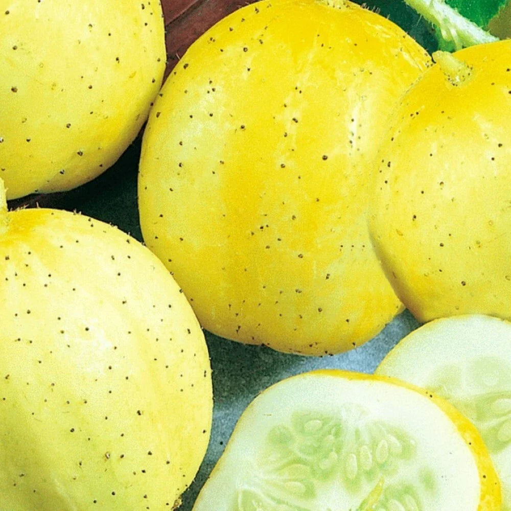 Lemon Cucumber Seeds | Organic Non-GMO Heirloom | Cucumis sativus | 25 Seed Packet