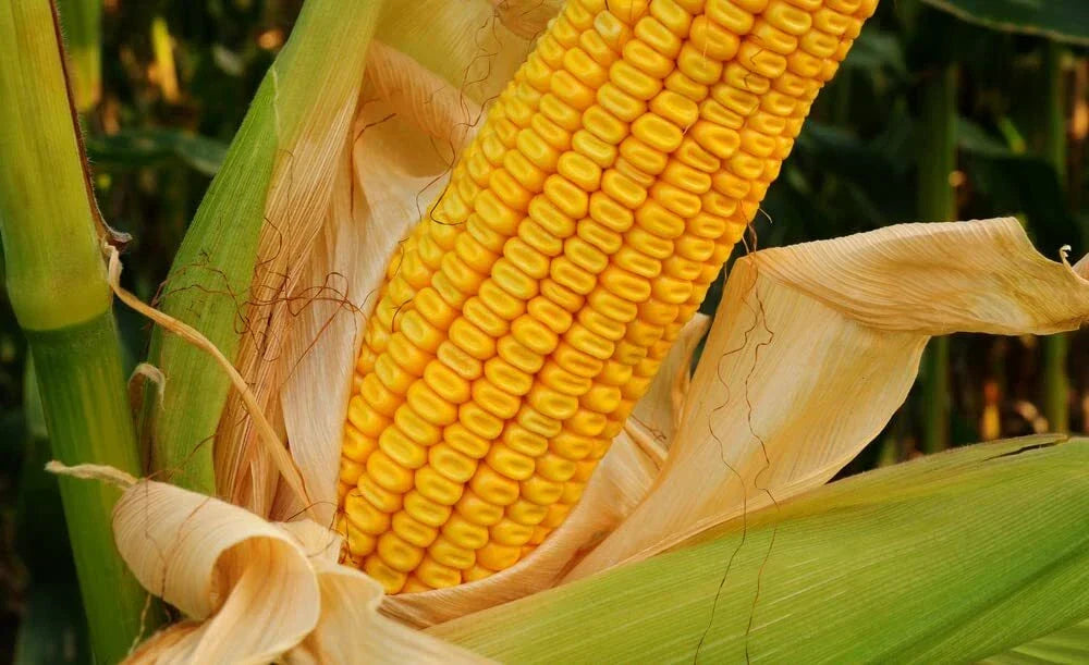 Yellow Dent Corn Seeds - 100 Non-GMO Seeds - Zea mays - USA Grown, Perfect for Home Gardening and Culinary Use