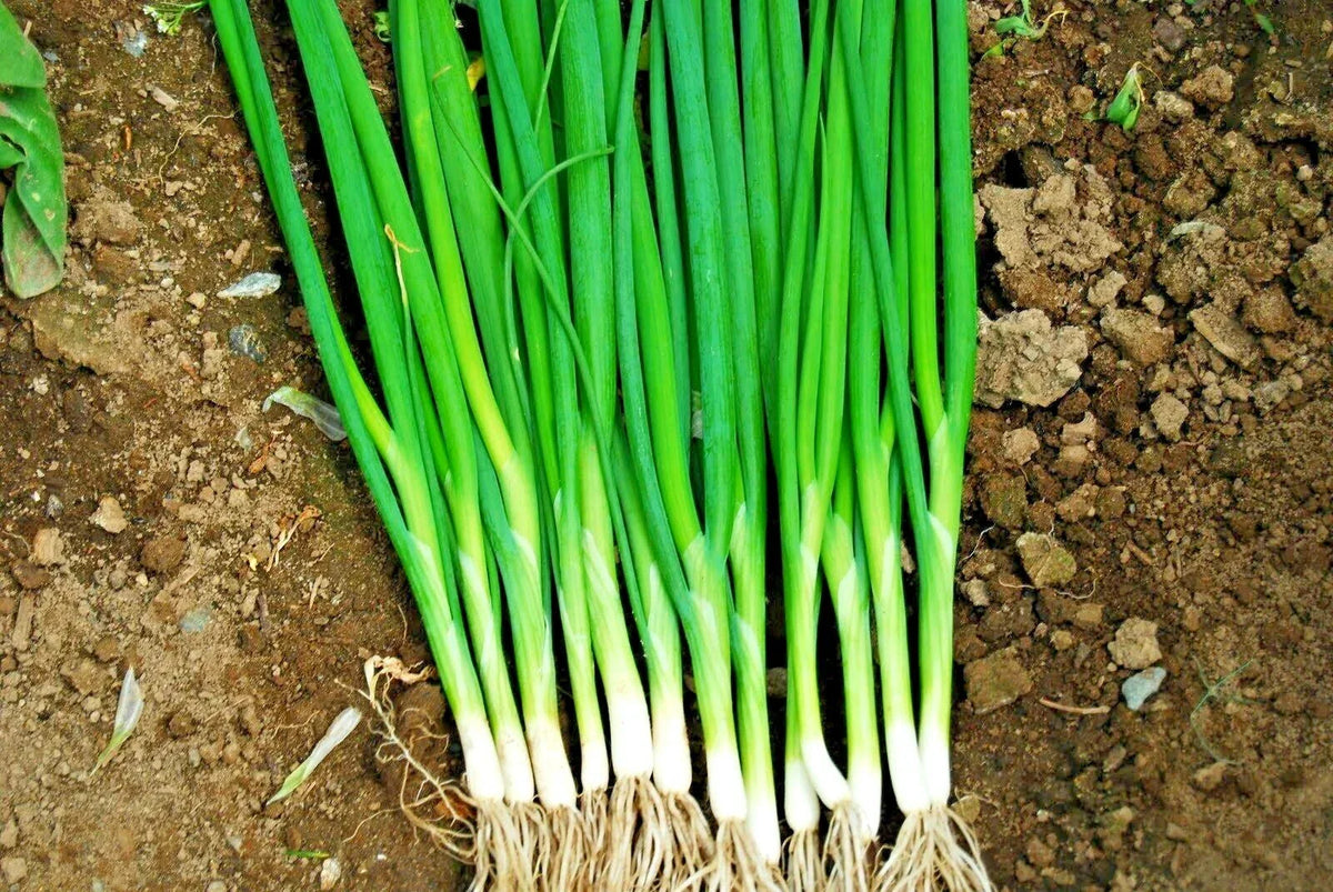 500+ Japanese Evergreen Bunching Green Onion Seeds, Welsh Nebuka He Shi Ko, Allium fistulosum, 70 Day Variety