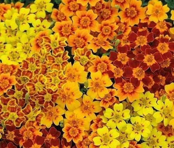 Starfire Marigold Seeds, 50 Seeds, Red-Orange Blooms, Tagetes erecta, Easy to Grow, Full Sun, Attracts Pollinators