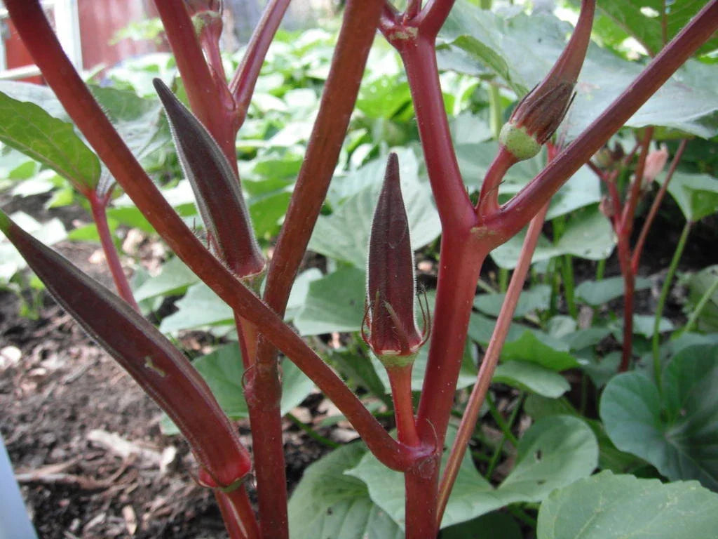 Red Burgundy Okra Seeds - Heirloom NON-GMO, 100+ Seeds, Abelmoschus esculentus, Vibrant Culinary Garden Variety
